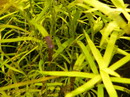 Heteranthera Zosterifolia